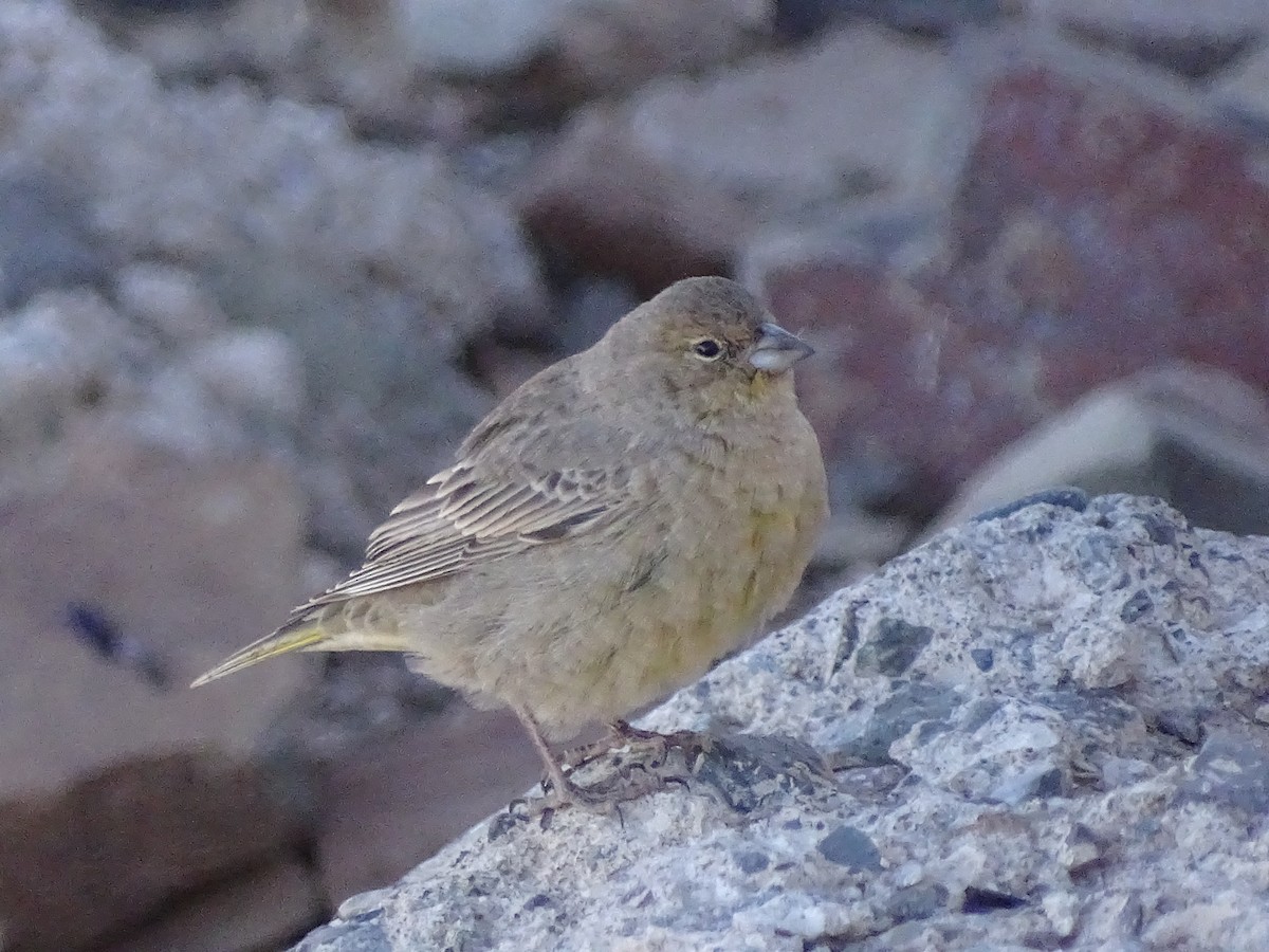 Greater Yellow-Finch - ML616677430