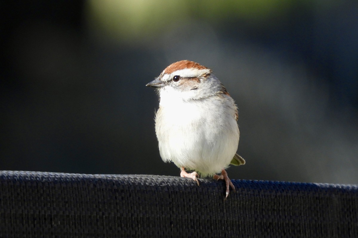 Chipping Sparrow - ML616677482