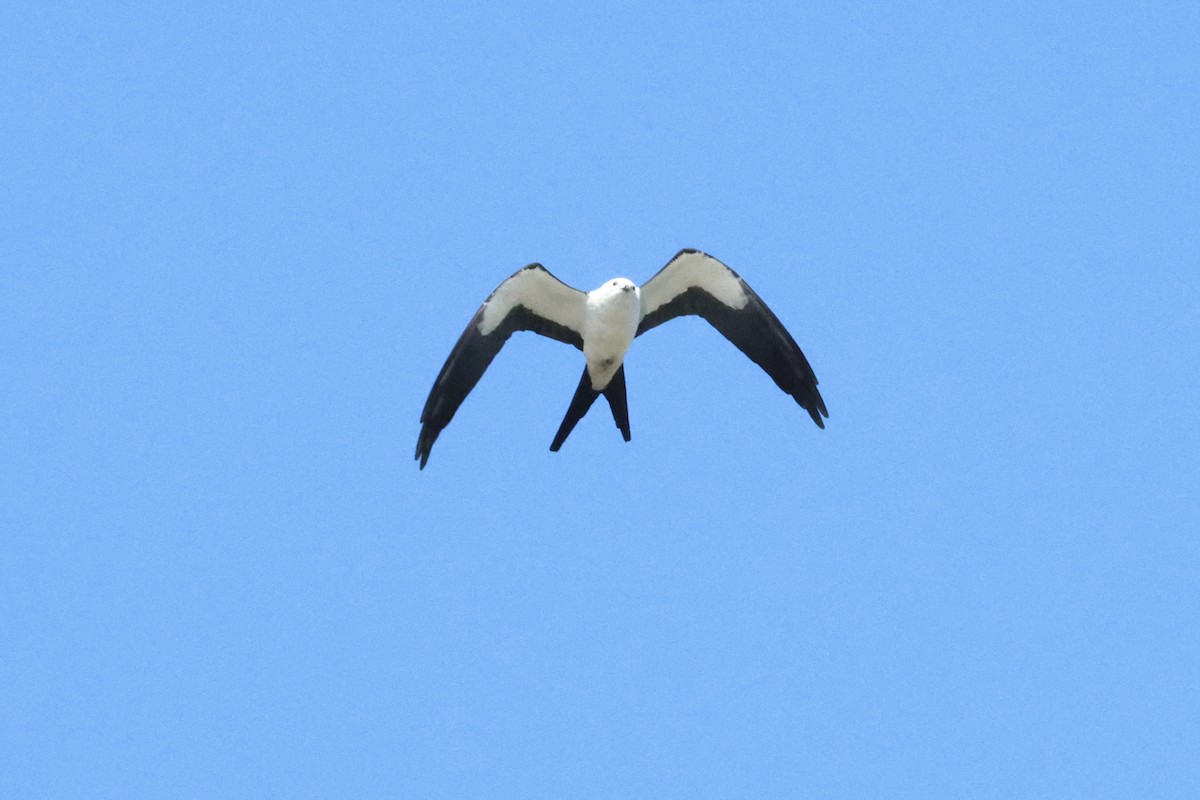 Swallow-tailed Kite - ML616677707