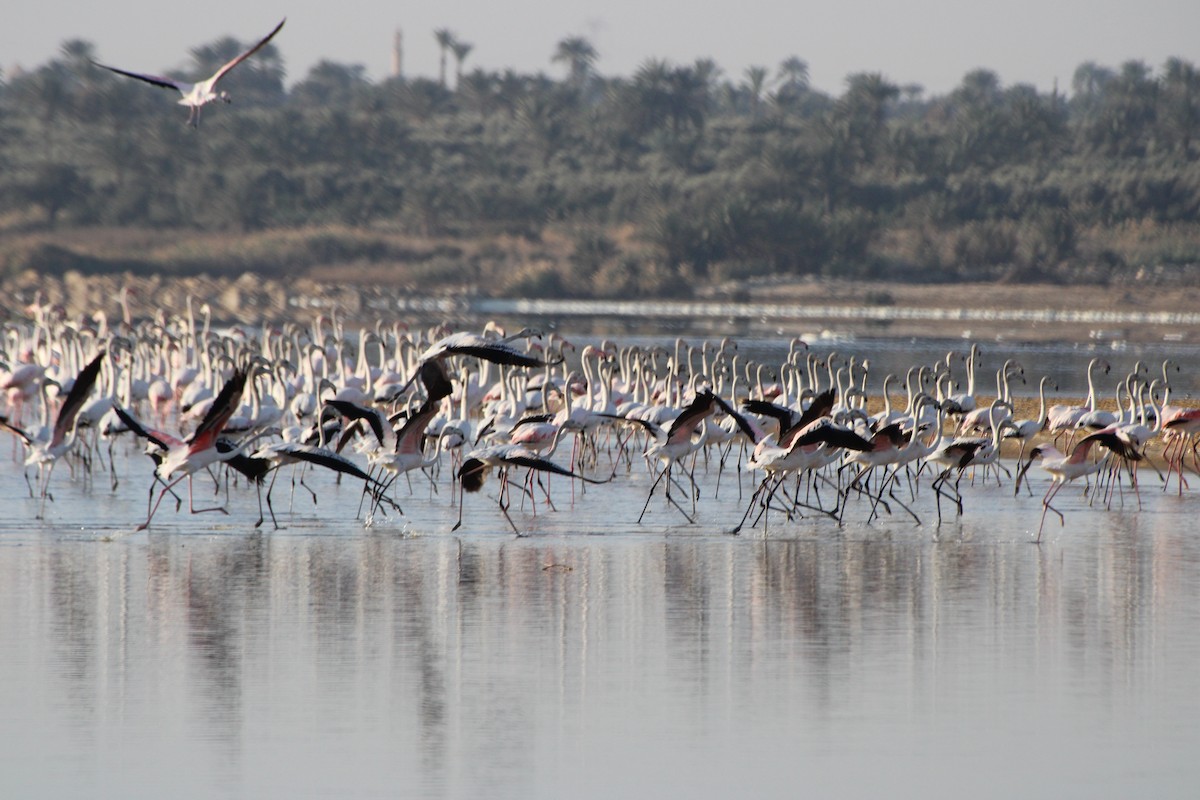 Greater Flamingo - Janet Washbon