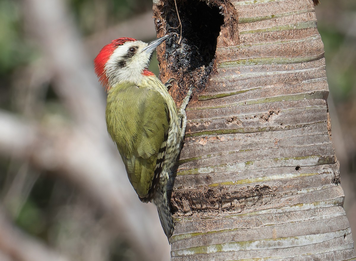 Cuban Green Woodpecker - ML616677904