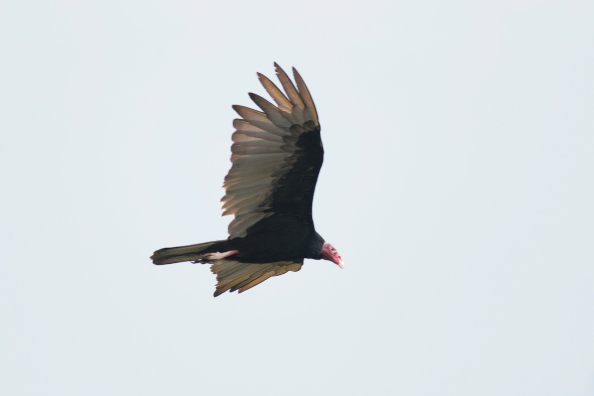 Turkey Vulture - ML616677962