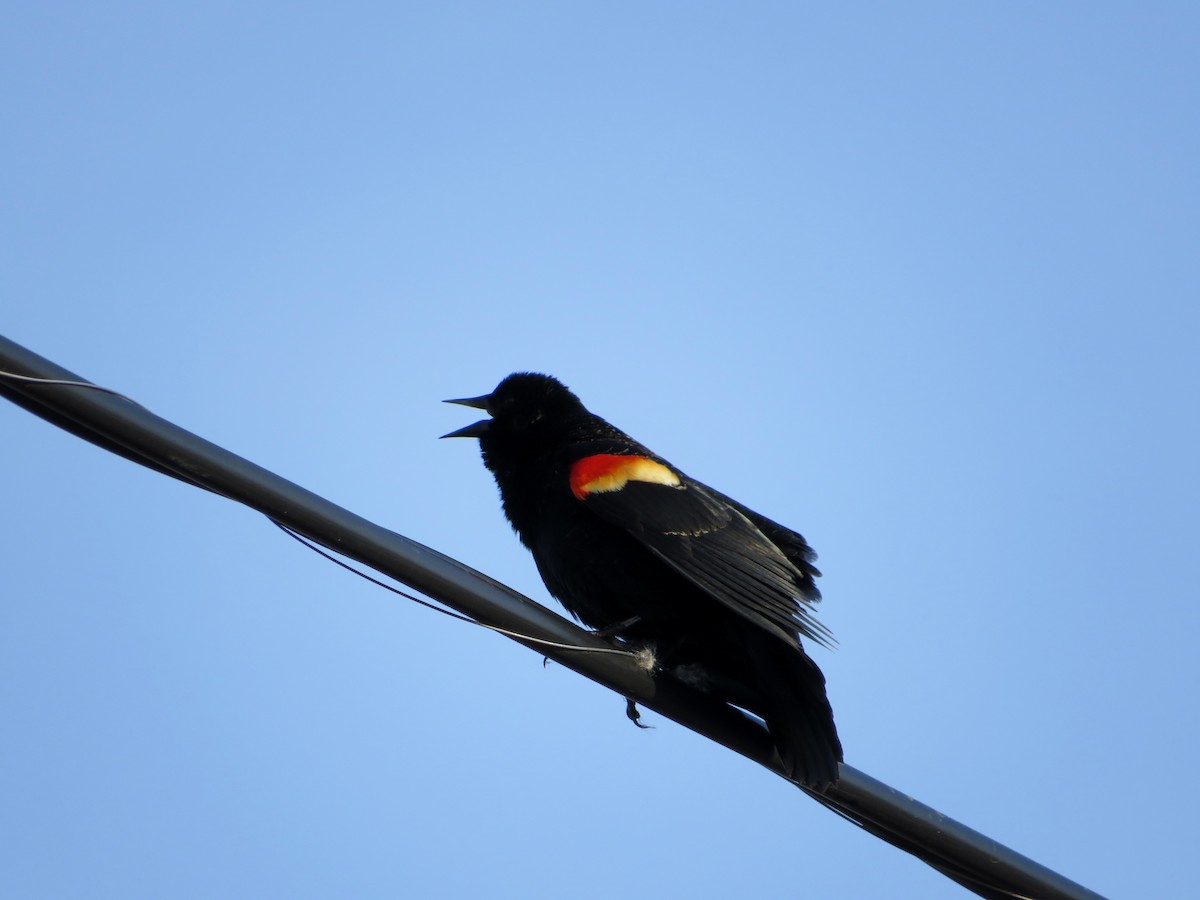 Red-winged Blackbird - ML616678015