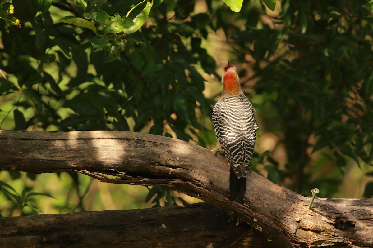 Golden-fronted Woodpecker - ML616678062