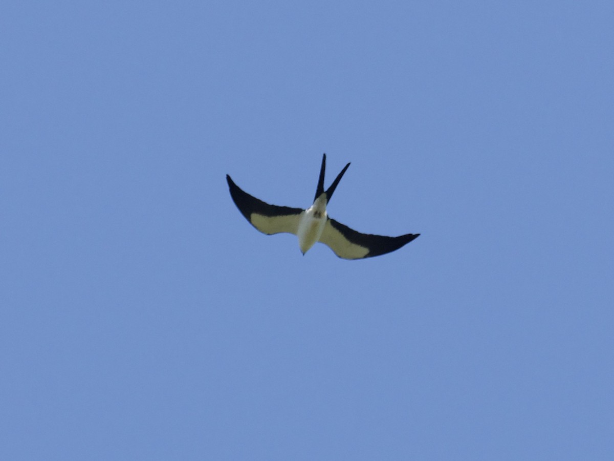 Swallow-tailed Kite - ML616678116