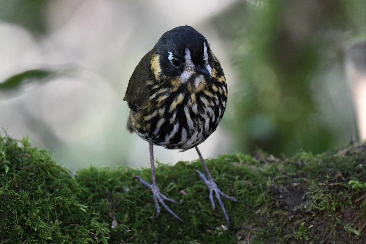 Crescent-faced Antpitta - Jerry Chen