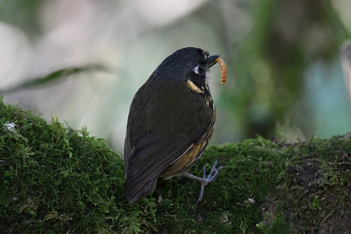 Crescent-faced Antpitta - Jerry Chen