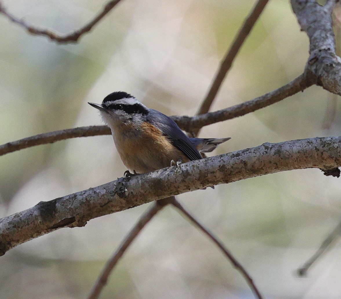 Red-breasted Nuthatch - ML616678392