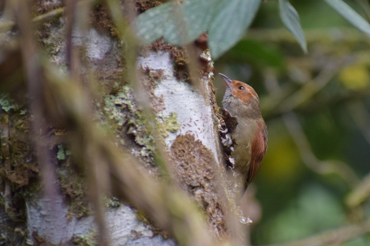 Red-faced Spinetail - ML616678394