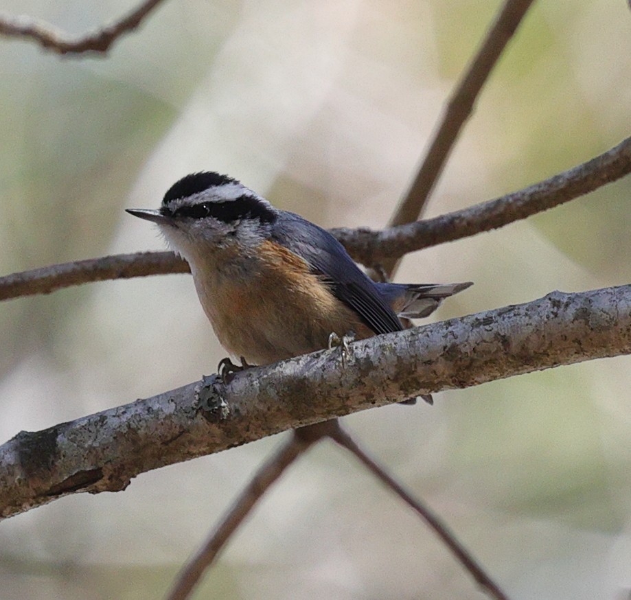 Red-breasted Nuthatch - ML616678396