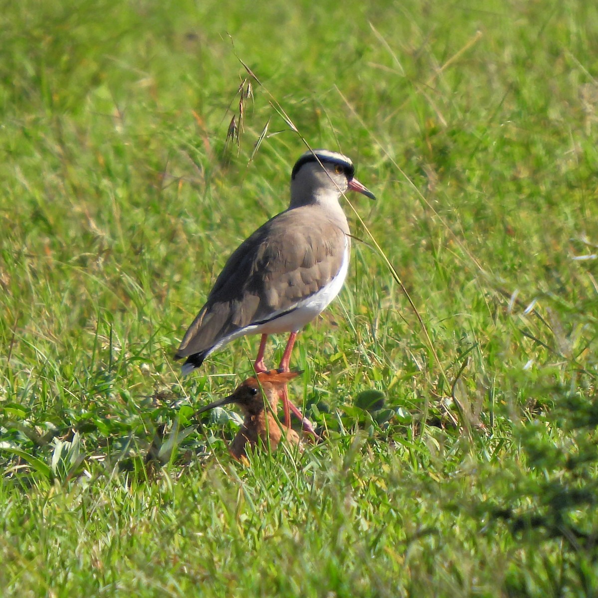 Crowned Lapwing - ML616678575
