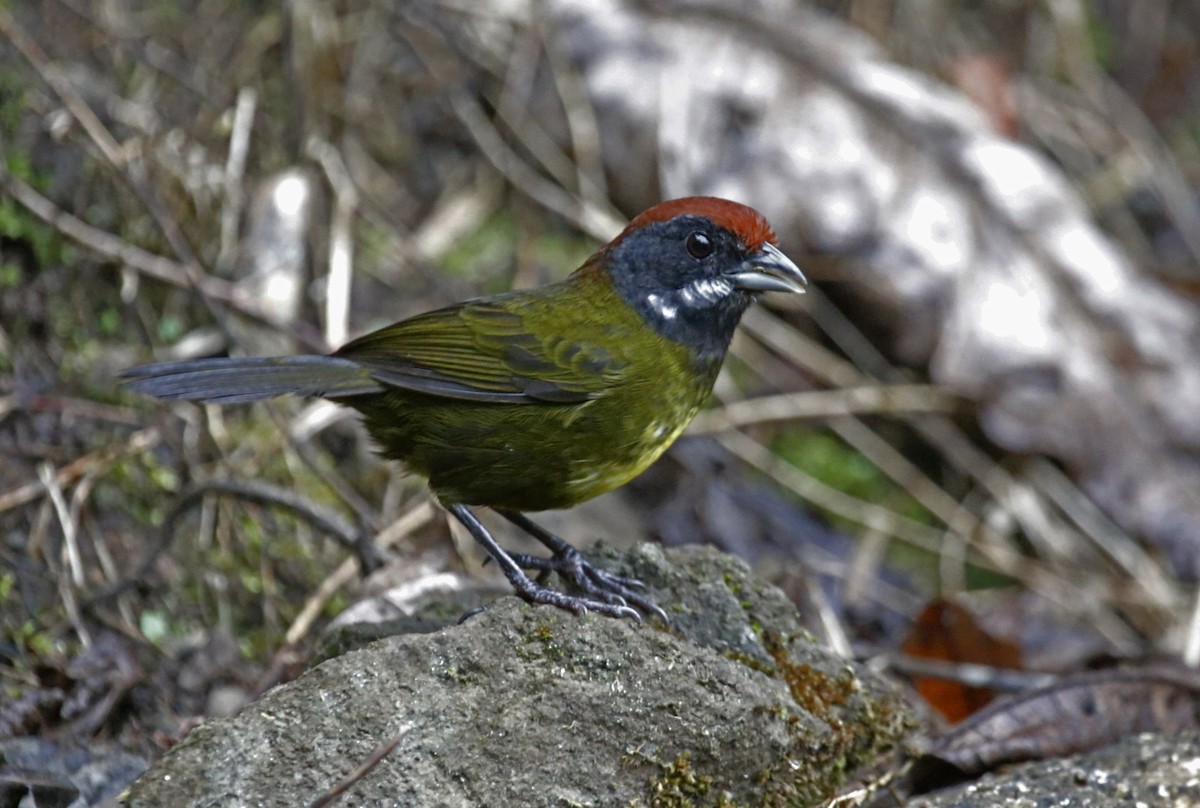Sooty-faced Finch - ML616678606