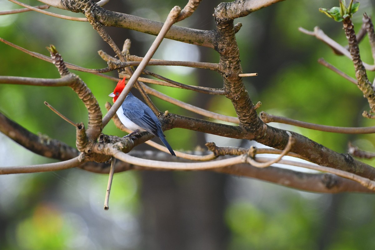 Red-crested Cardinal - ML616678663