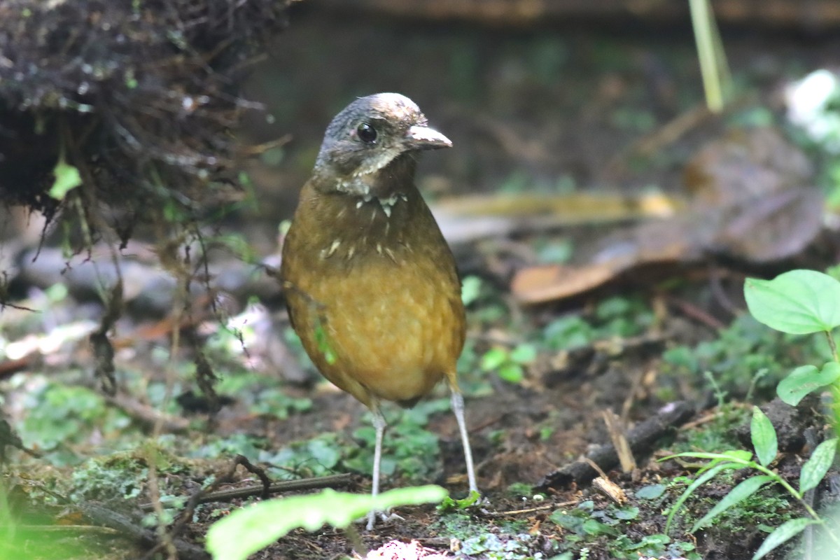 Moustached Antpitta - ML616678687