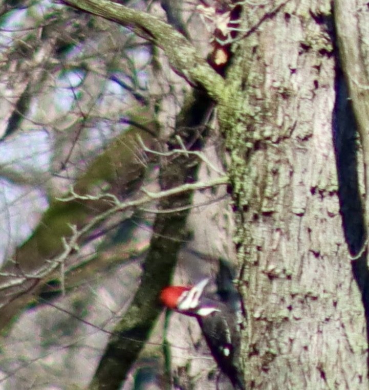 Pileated Woodpecker - ML616678769