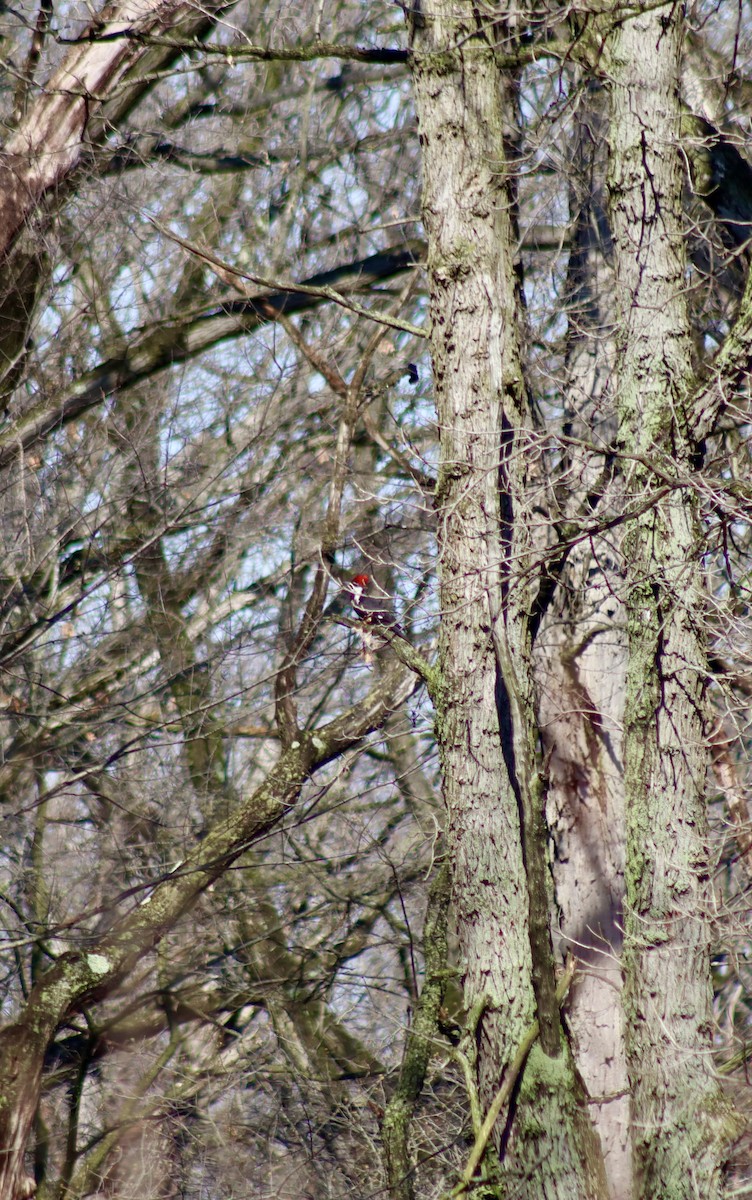 Pileated Woodpecker - ML616678770