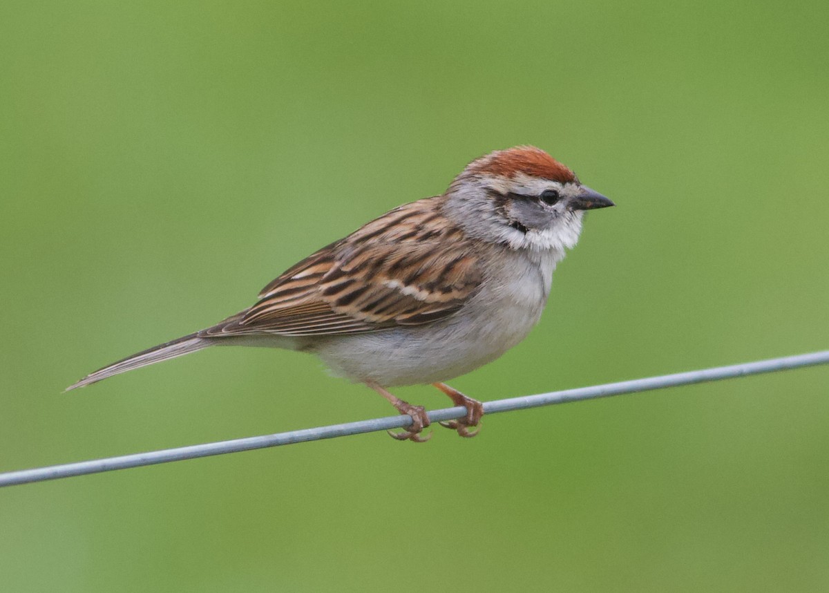 Chipping Sparrow - ML616678831