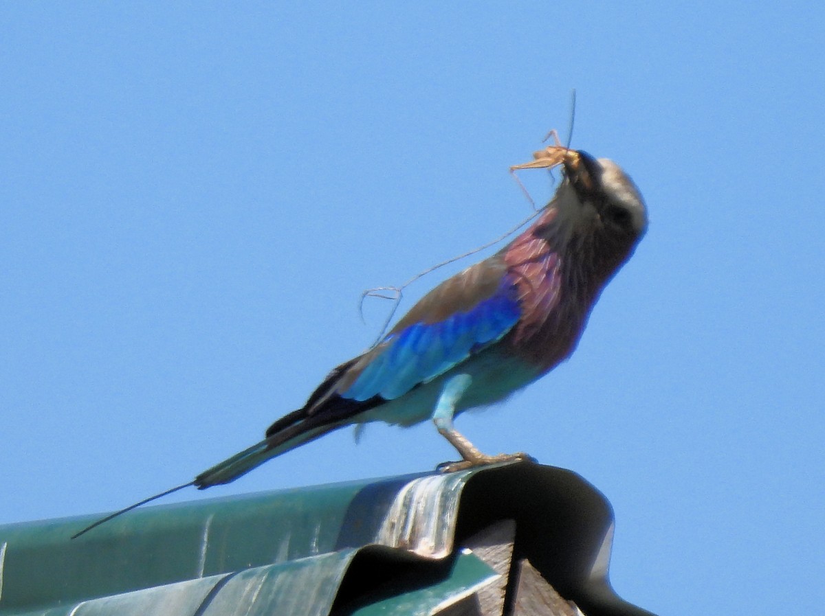 Lilac-breasted Roller - ML616679024