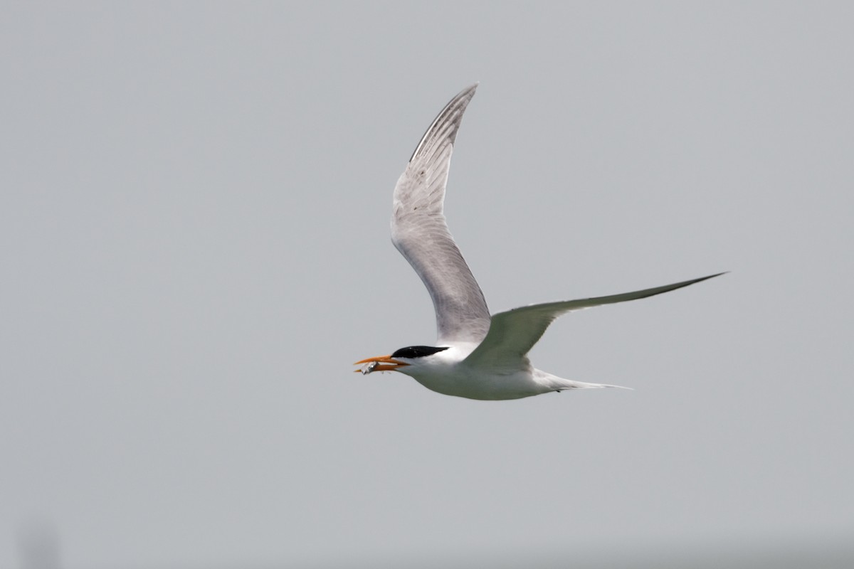 Royal Tern - Scott Page