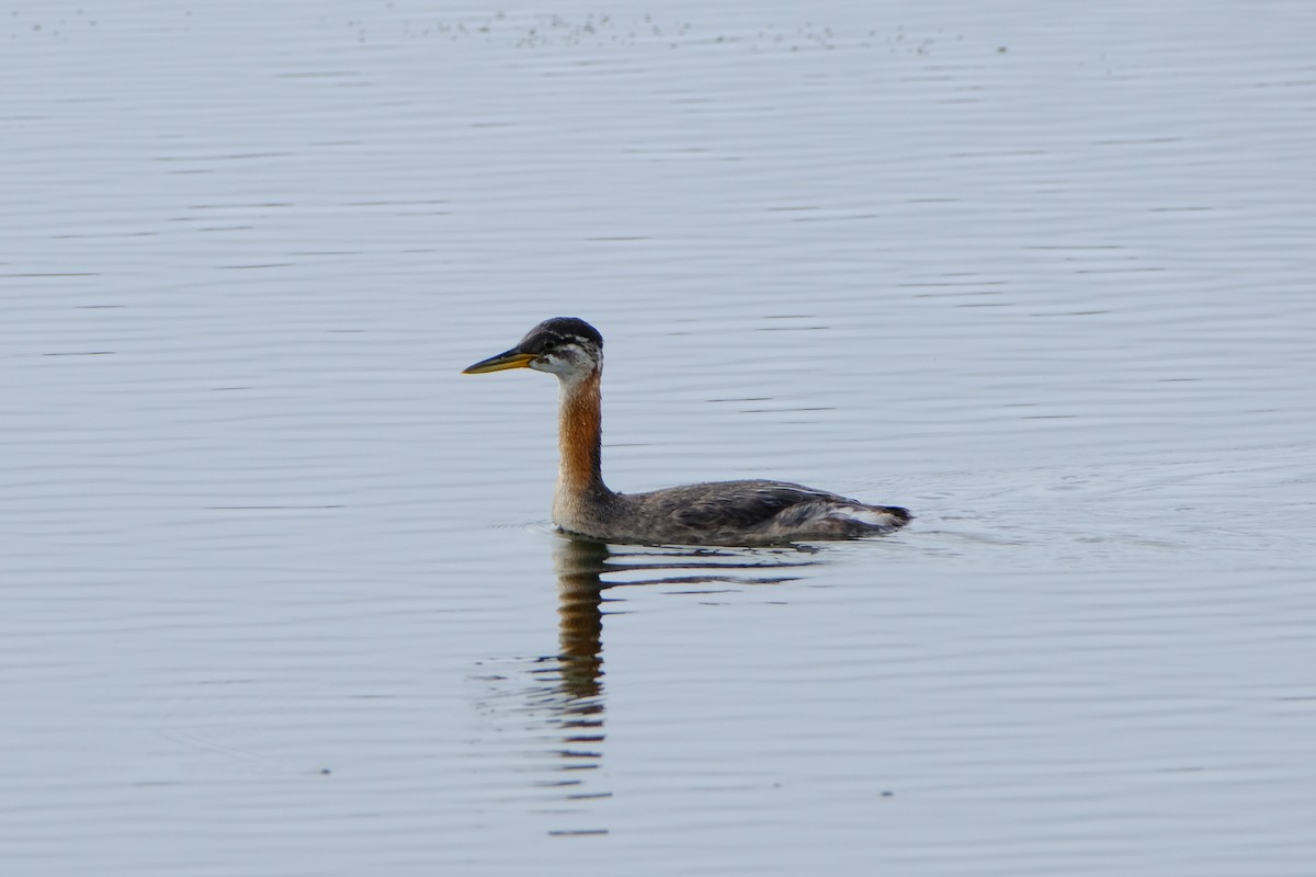 Red-necked Grebe - ML616679099