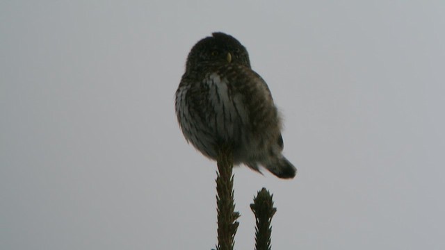 Eurasian Pygmy-Owl - ML616679131