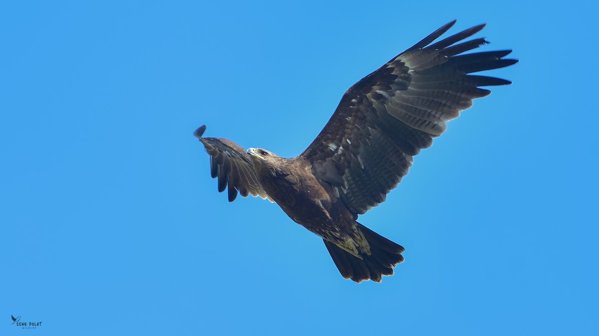 Greater Spotted Eagle - ML616679145