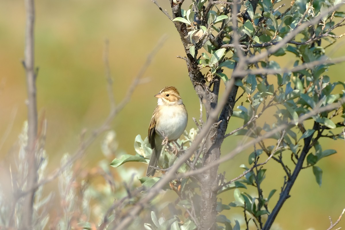 Clay-colored Sparrow - ML616679180