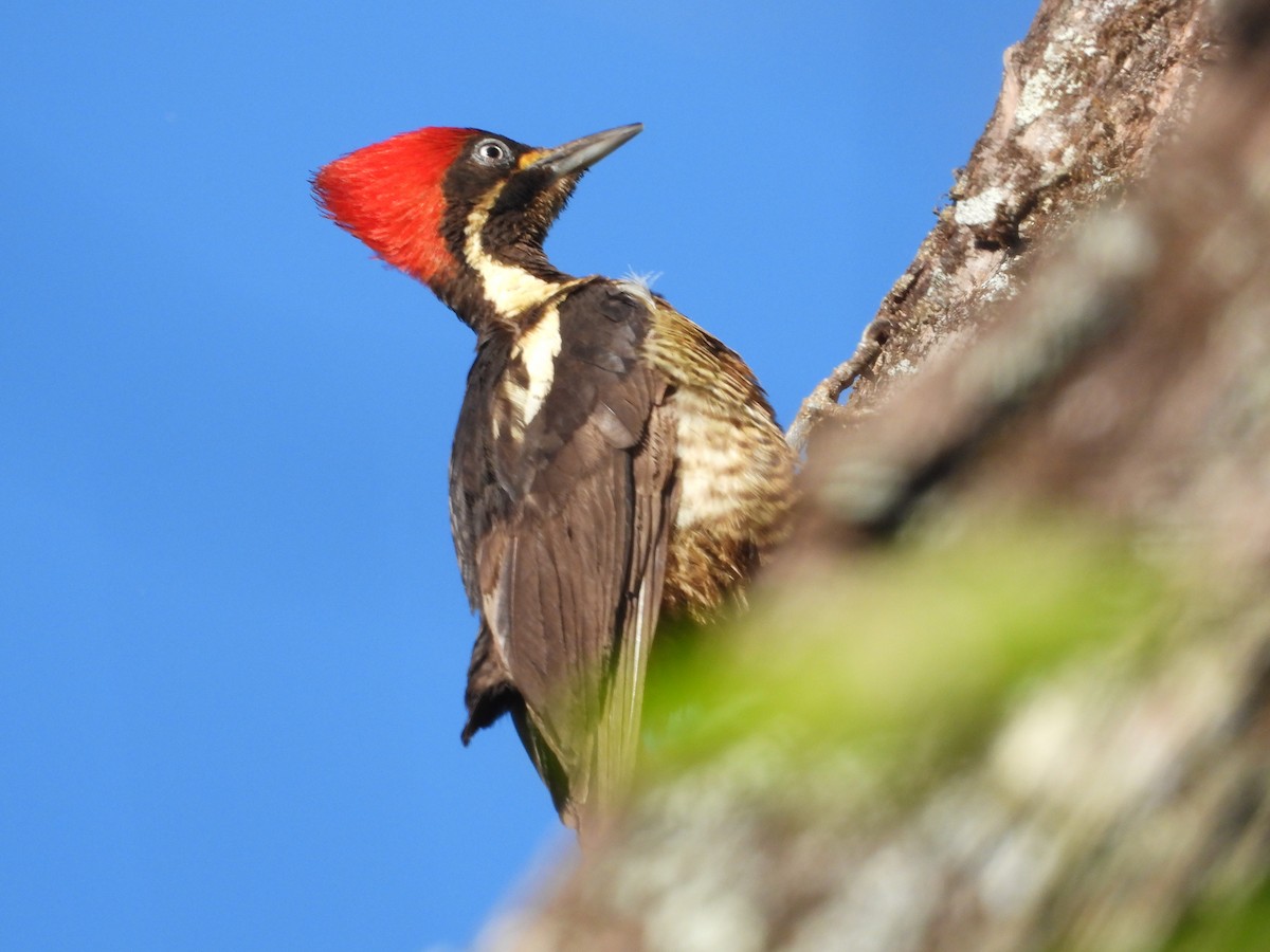 Lineated Woodpecker - ML616679226