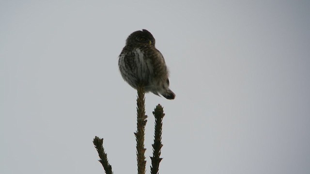 Eurasian Pygmy-Owl - ML616679235