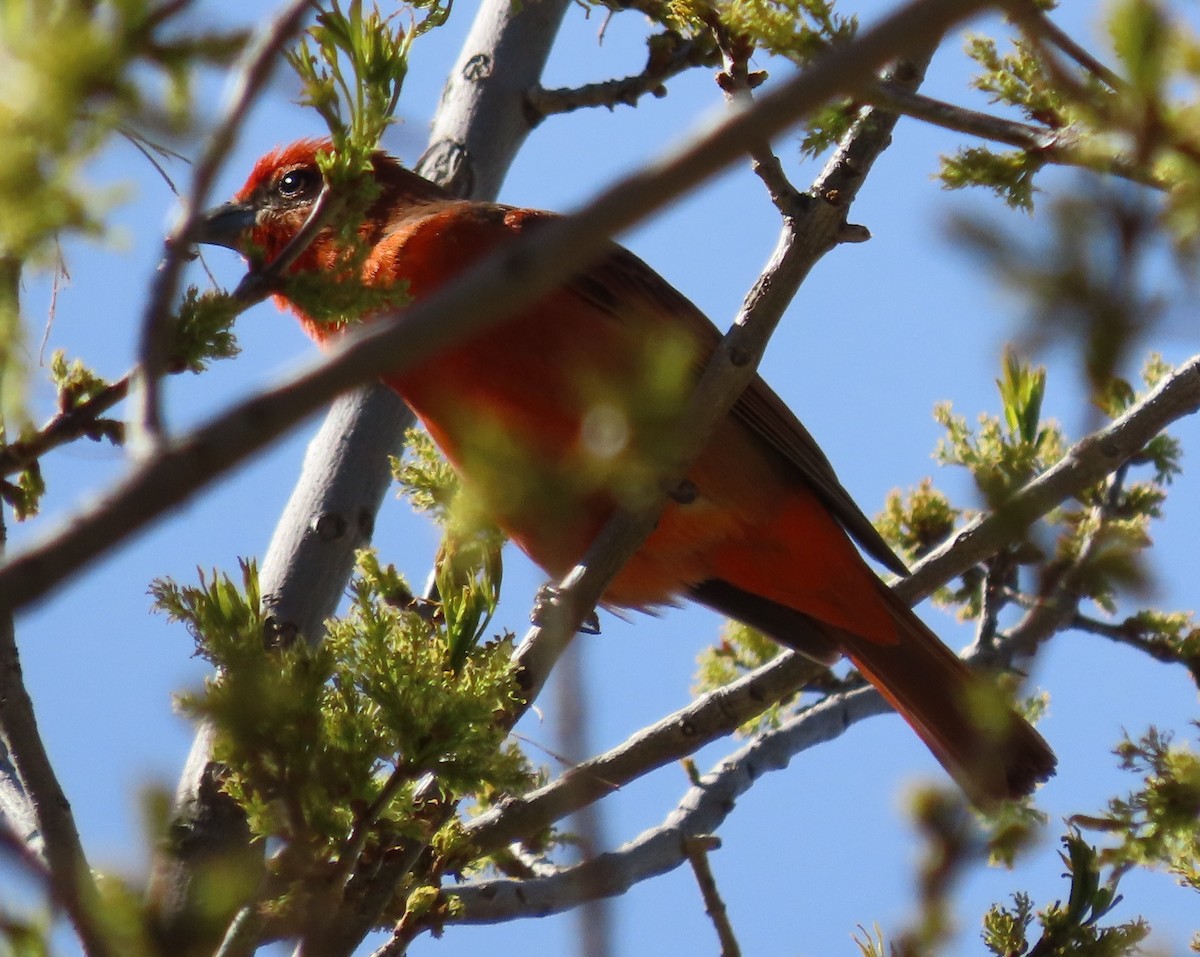 Hepatic Tanager (Northern) - ML616679260