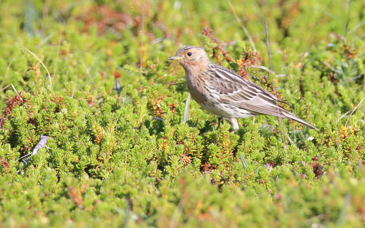 Red-throated Pipit - ML616679289