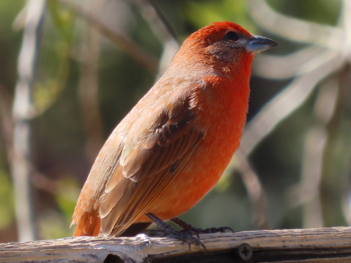 Hepatic Tanager (Northern) - ML616679307
