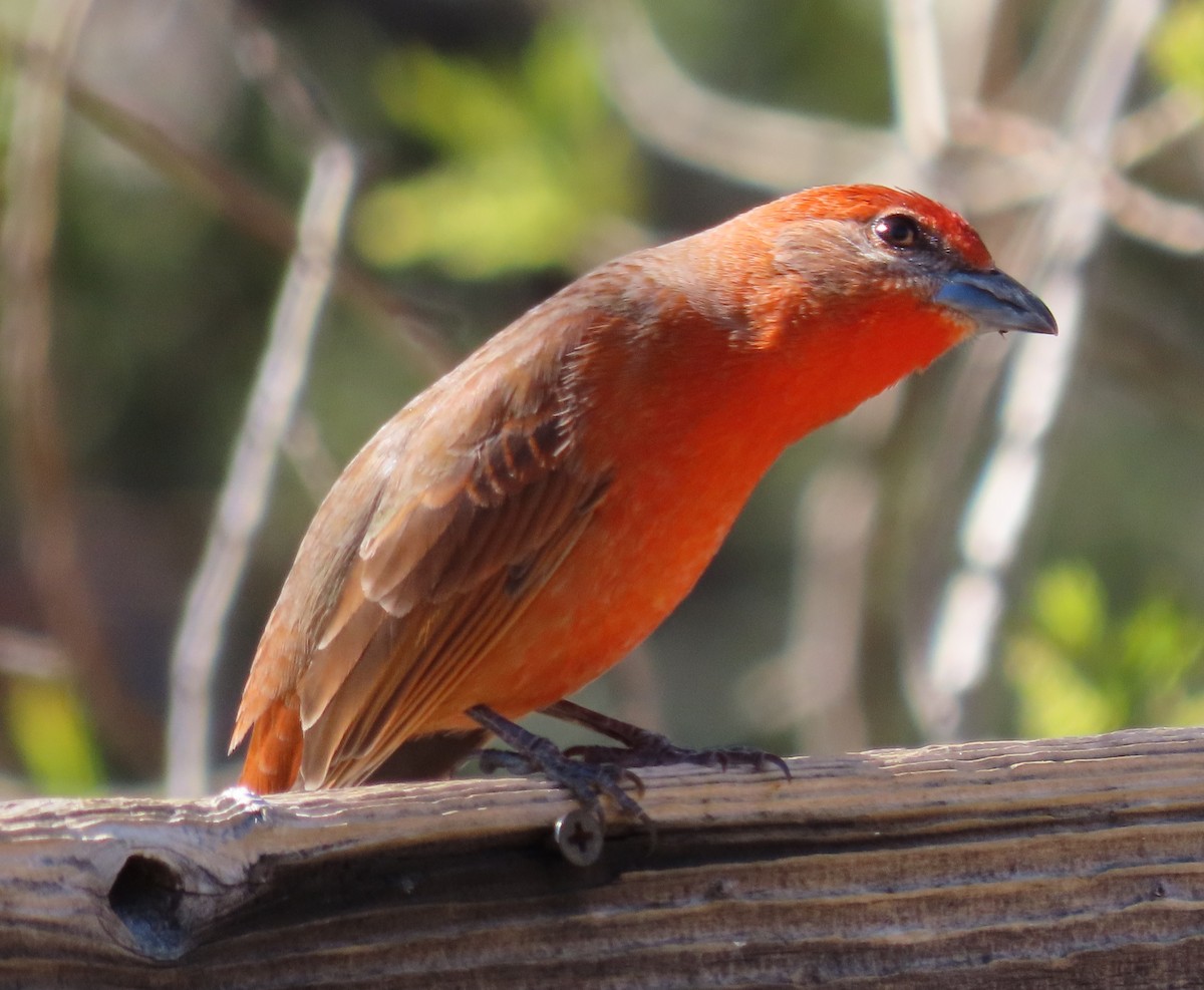Hepatic Tanager (Northern) - ML616679382
