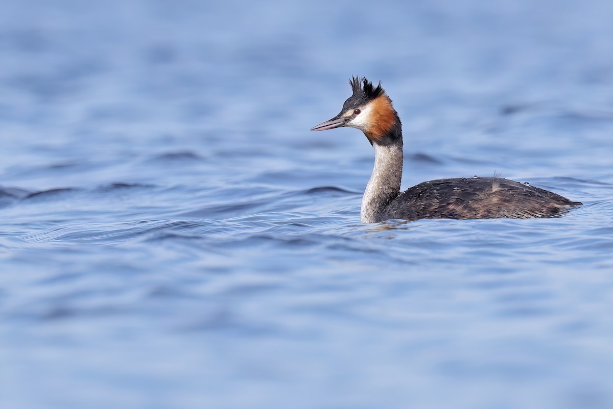 Great Crested Grebe - ML616679584