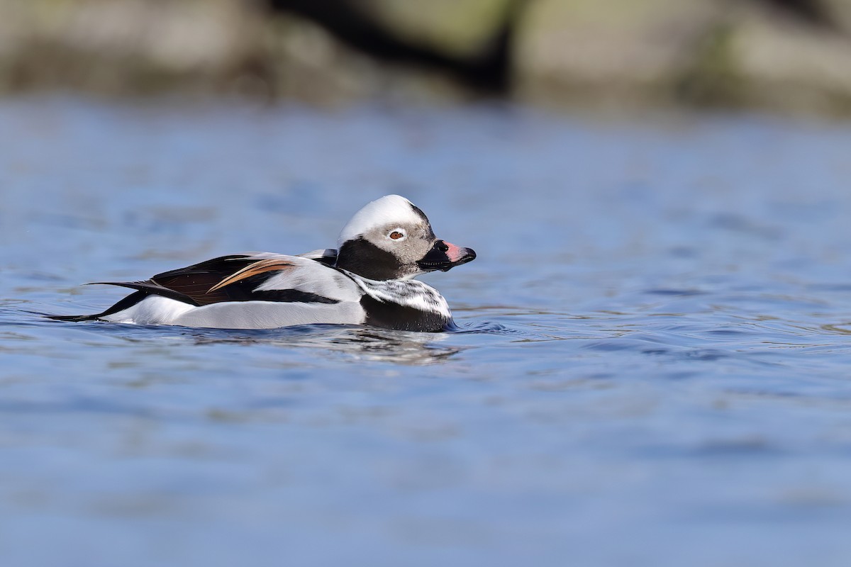 Long-tailed Duck - ML616679599