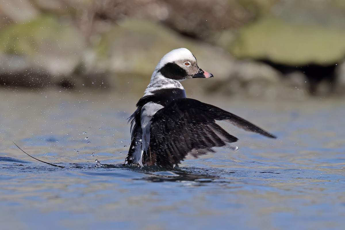 Long-tailed Duck - ML616679600