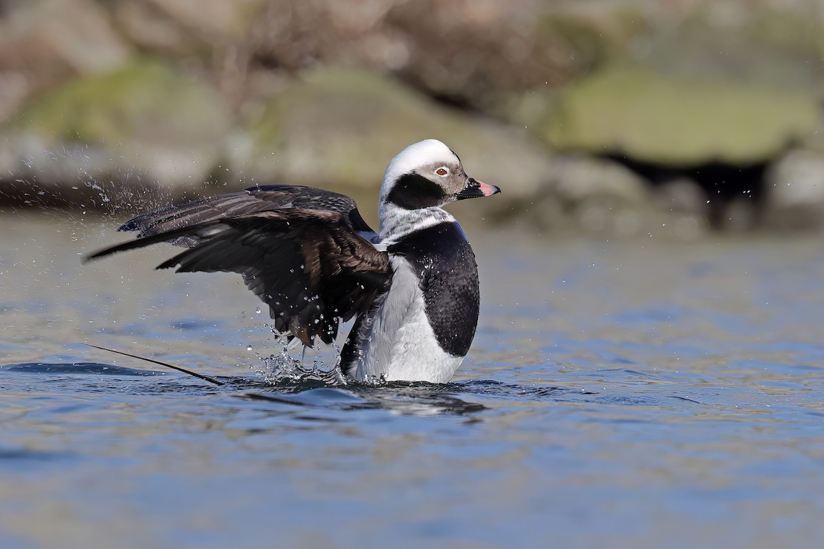 Long-tailed Duck - ML616679601