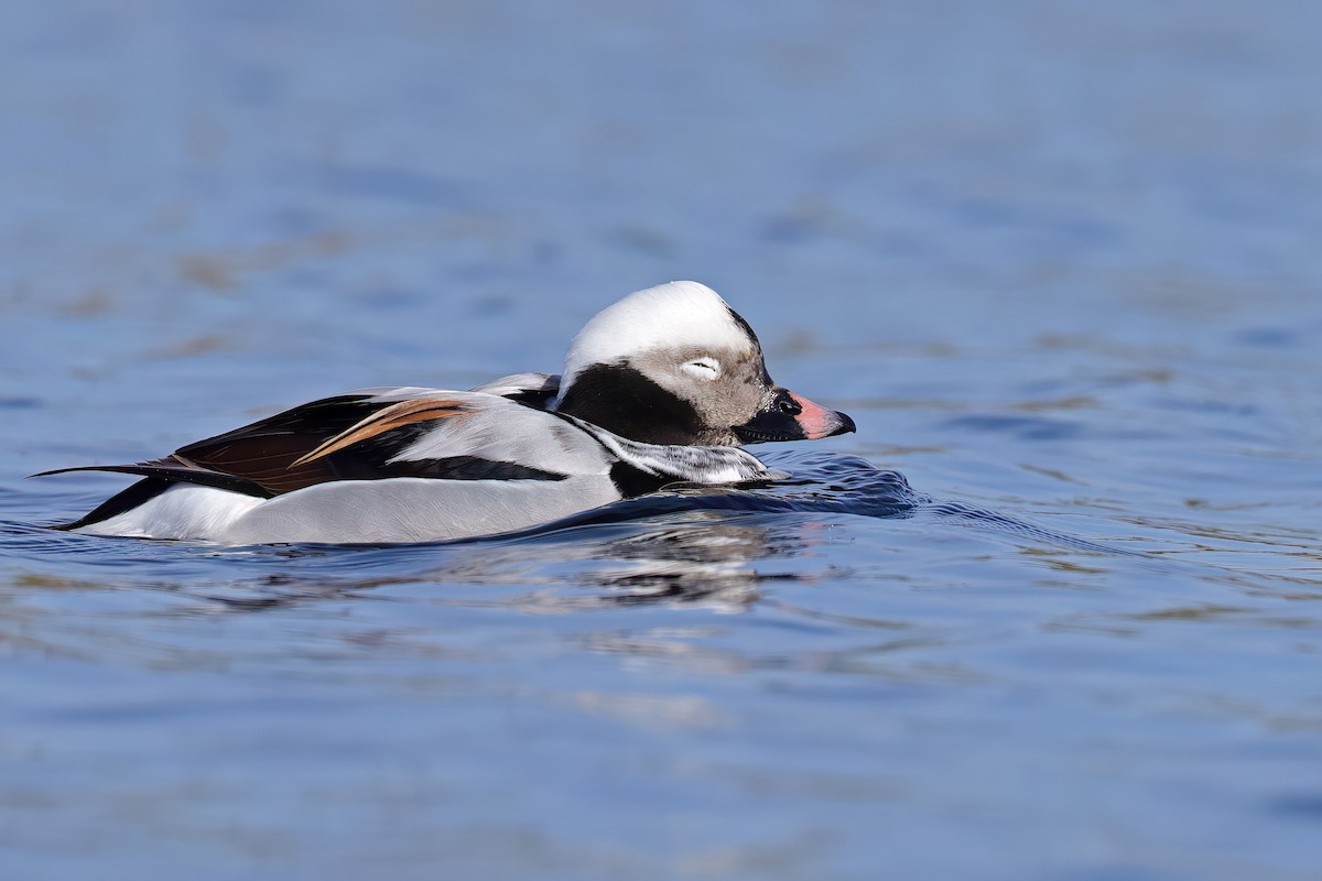 Long-tailed Duck - ML616679602