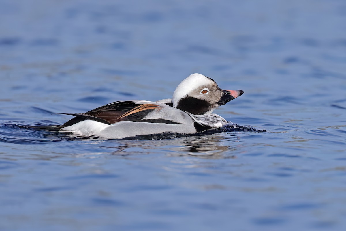 Long-tailed Duck - ML616679603