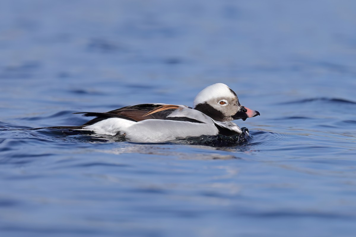 Long-tailed Duck - ML616679604