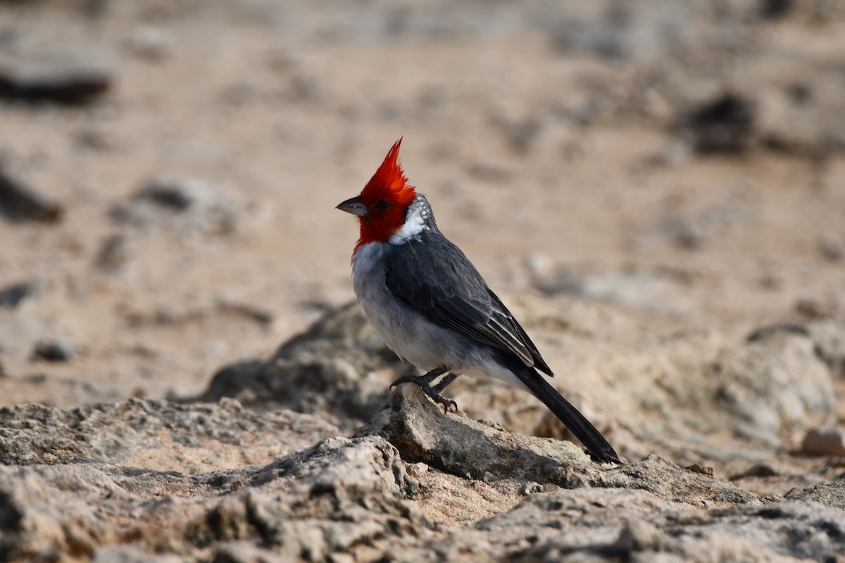 Red-crested Cardinal - ML616679628