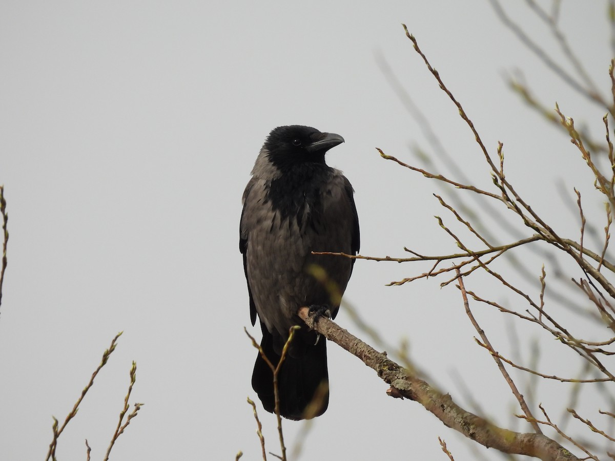 Hooded Crow - ML616679657