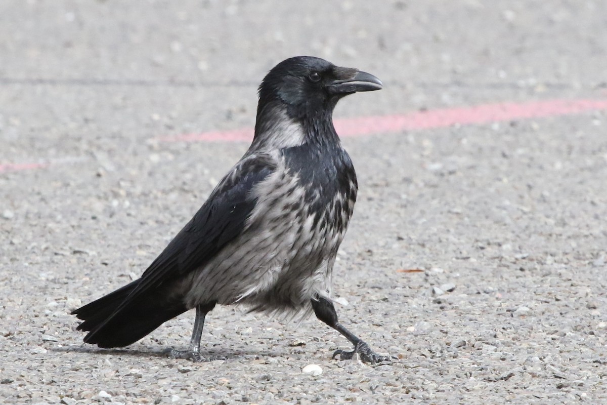 Carrion x Hooded Crow (hybrid) - ML616679771