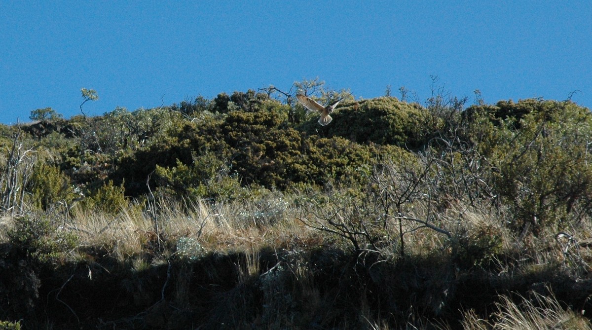 Hibou des marais (sandwichensis) - ML616679815