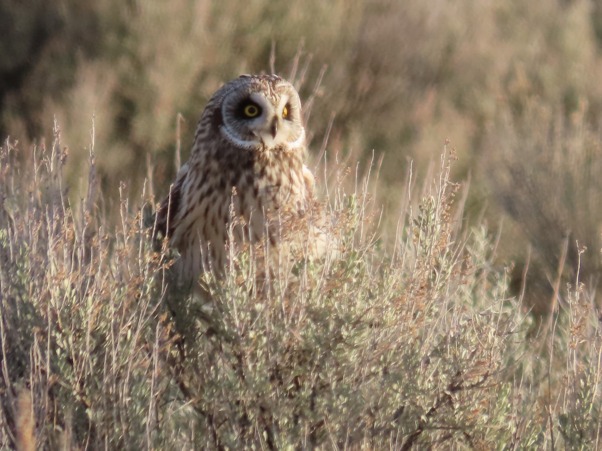 Short-eared Owl - ML616679847