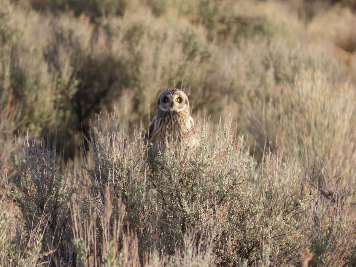 Short-eared Owl - ML616679848