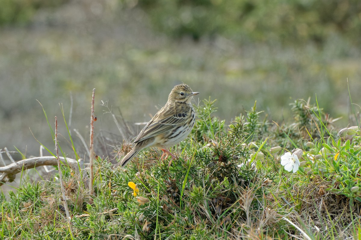 Meadow Pipit - ML616679903
