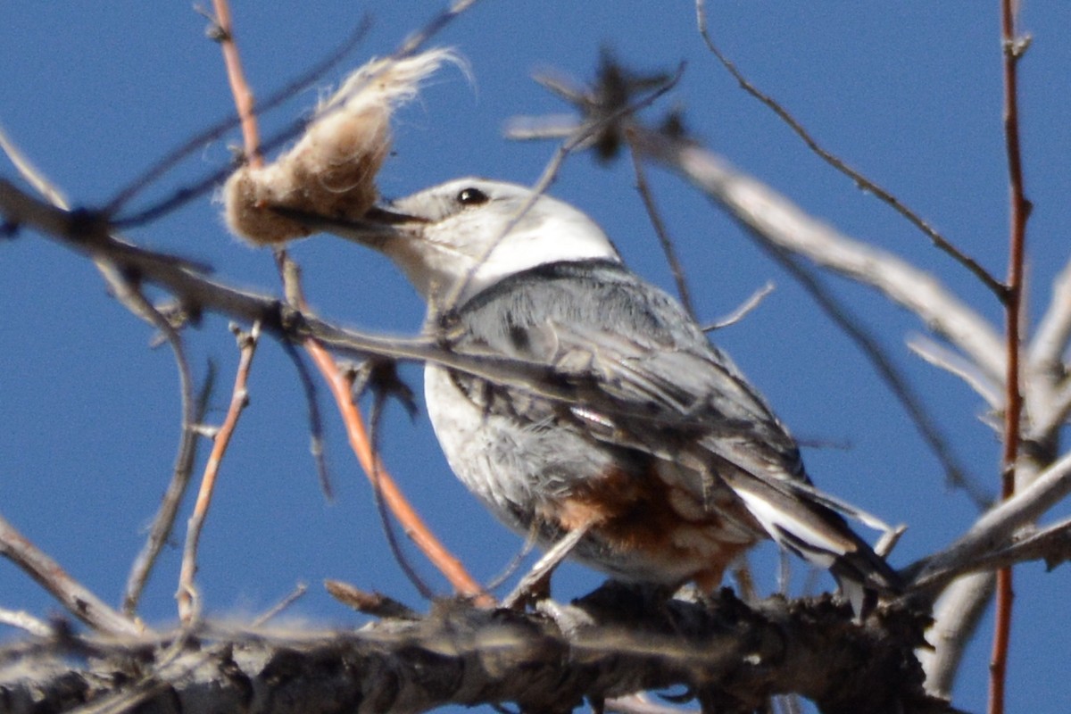 White-breasted Nuthatch - ML616679949