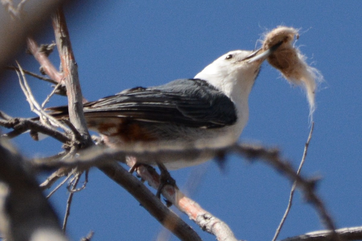 White-breasted Nuthatch - ML616679989