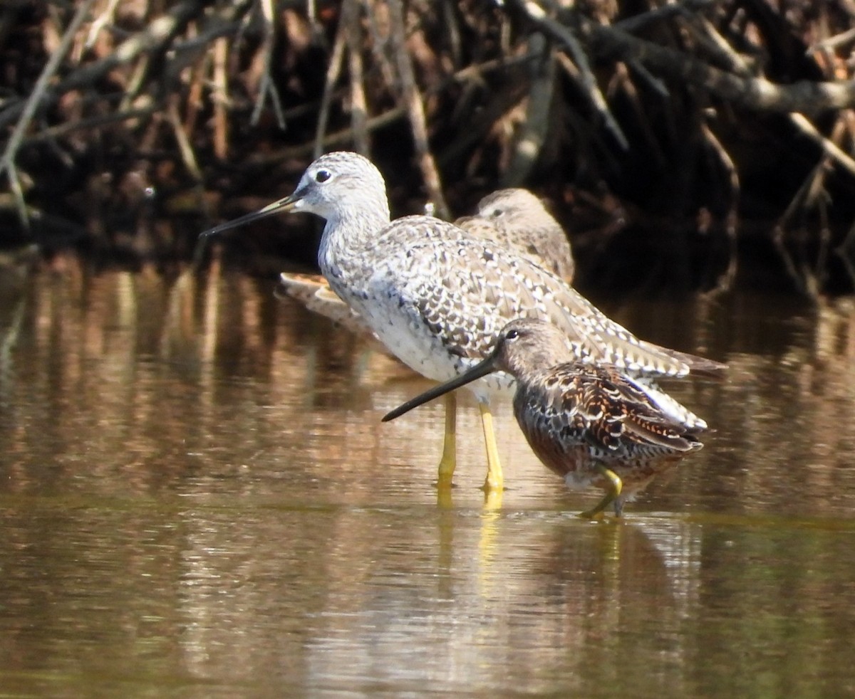 Long-billed Dowitcher - Peter Davey